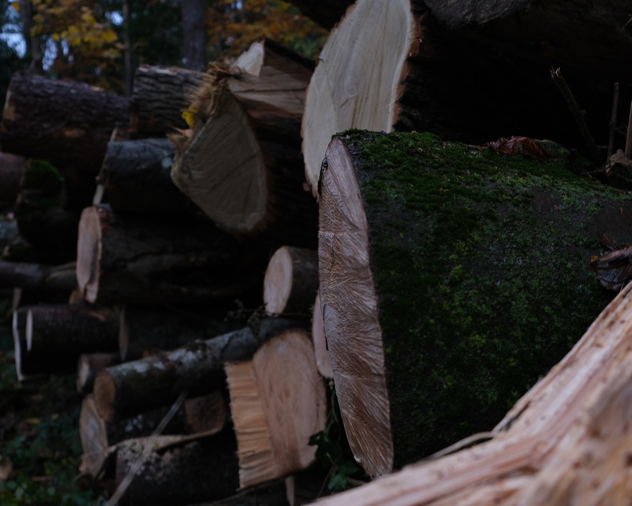 Holzstämme in einem Wald in Liechtenstein