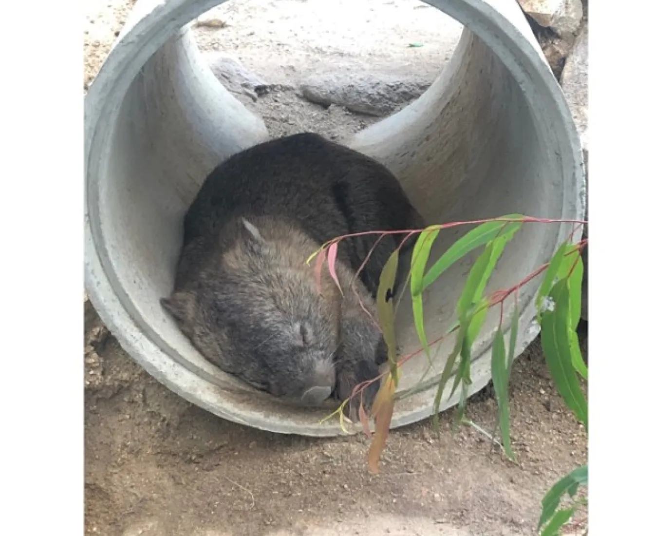 Wombat liegt in einem Betonrohr am Boden.