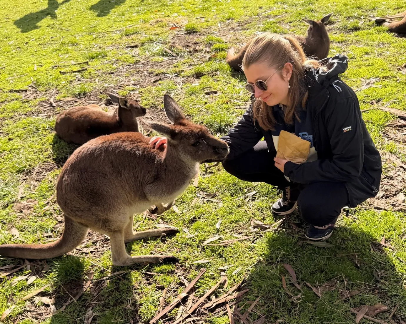 Frau streichelt ein Känguru auf einer Wiese, umgeben von weiteren Kängurus.