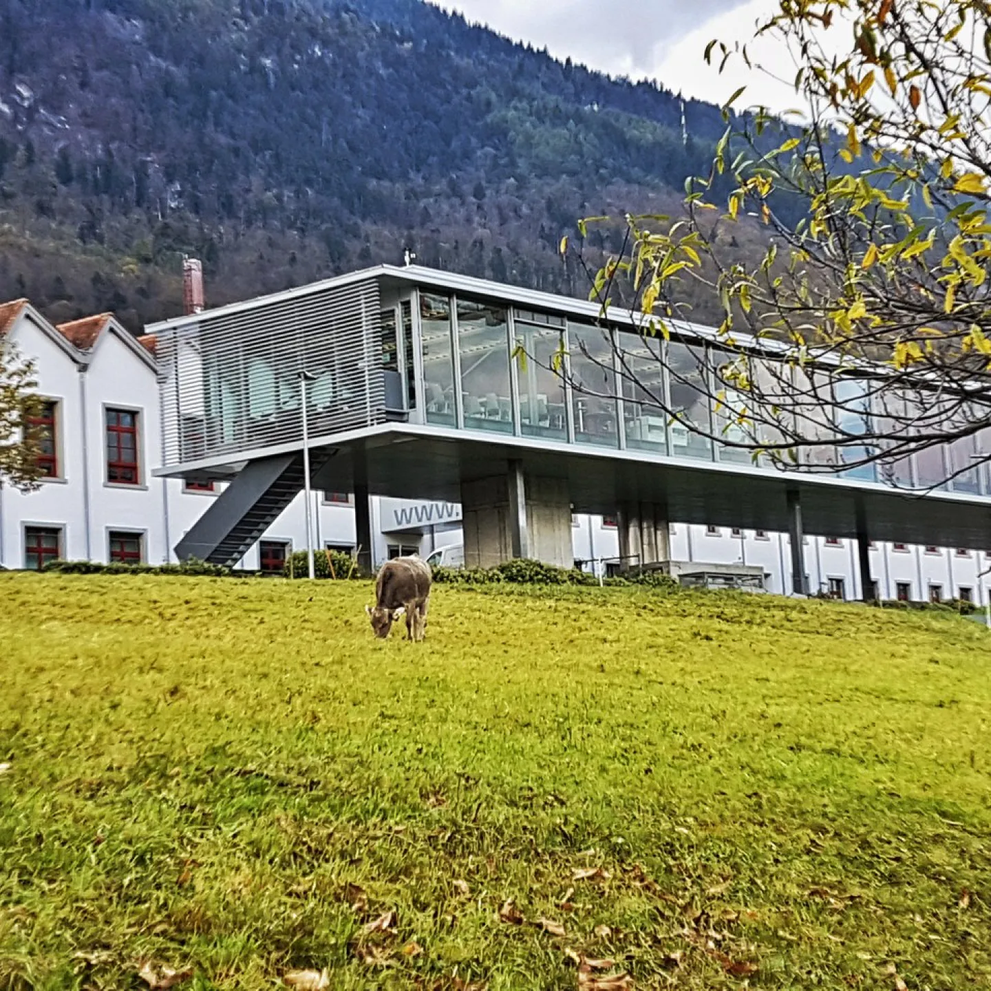 Modernes Gebäude der Universität Liechtenstein mit Glasfassade, umgeben von grüner Wiese und Bergen im Hintergrund. Eine Kuh grast im Vordergrund.