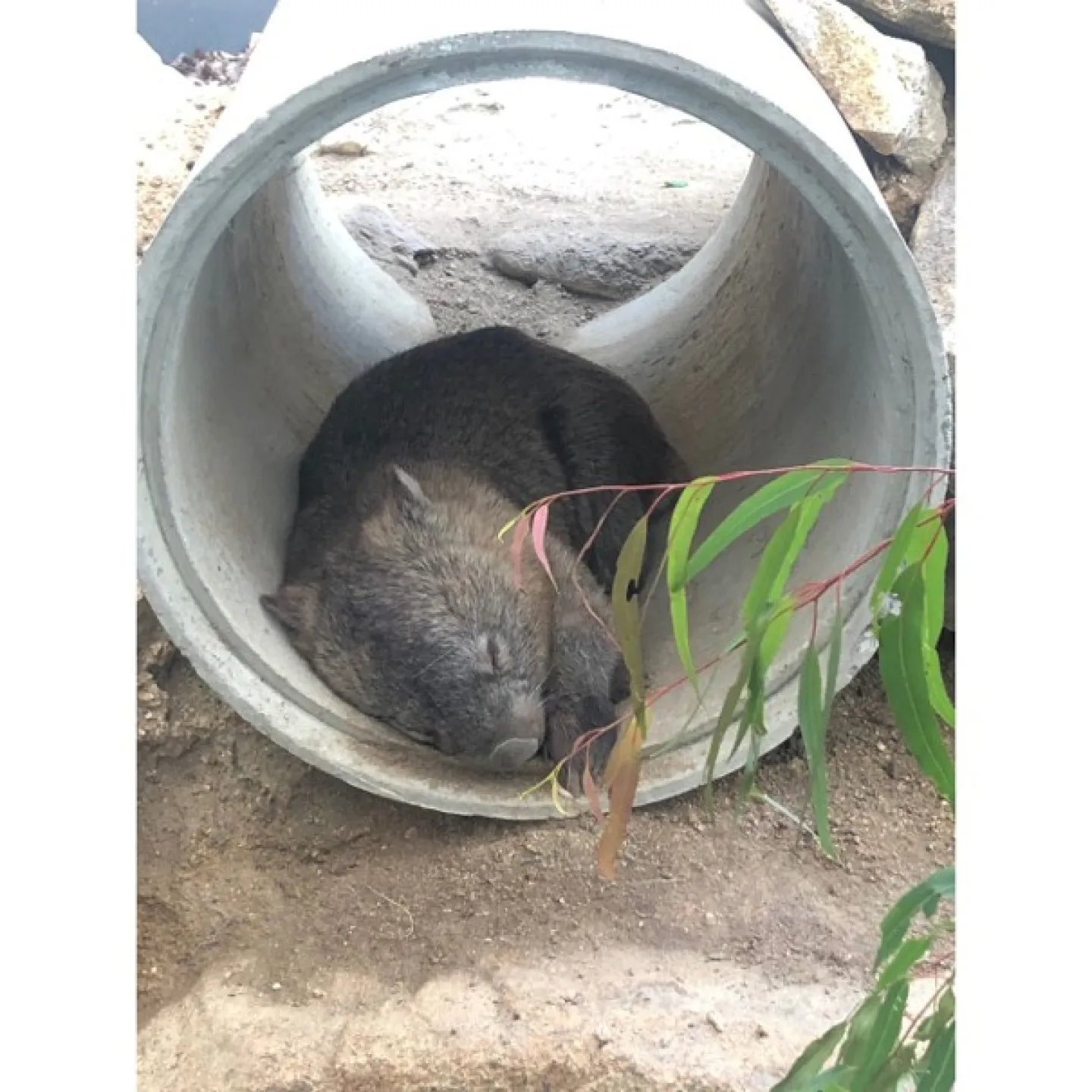 Wombat liegt in einem Betonrohr am Boden.