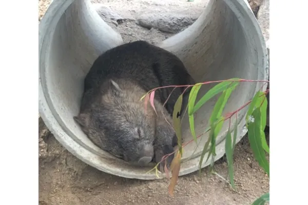 Wombat liegt in einem Betonrohr am Boden.