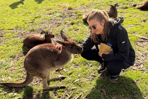 Frau streichelt ein Känguru auf einer Wiese, umgeben von weiteren Kängurus.